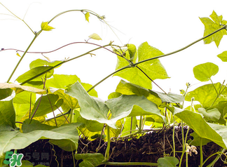 南瓜藤泡水喝能治結(jié)石嗎？南瓜藤泡水喝的功效