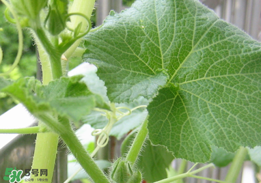 南瓜藤泡水喝能治結(jié)石嗎？南瓜藤泡水喝的功效