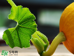 南瓜藤泡水喝能治結(jié)石嗎？南瓜藤泡水喝的功效