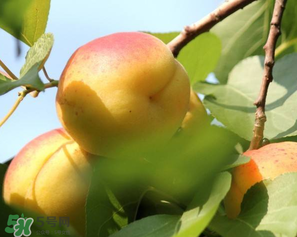 喝茶能吃杏嗎？喝茶可以吃杏嗎？