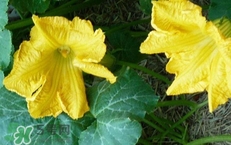南瓜花花蕊能吃嗎？南瓜花是雌雄同株嗎