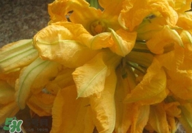 南瓜花可以吃嗎？南瓜花怎么吃