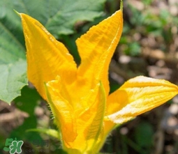 南瓜花可以吃嗎？南瓜花怎么吃