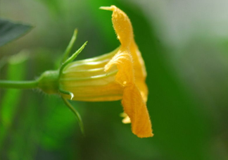 南瓜花可以吃嗎？南瓜花怎么吃