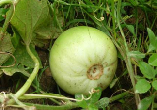 梨瓜是發(fā)物嗎？梨瓜是不是發(fā)物？