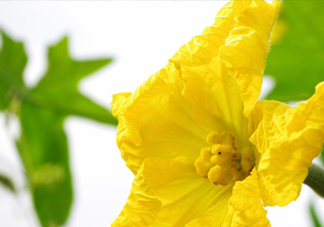 南瓜花有什么作用？南瓜花的作用及禁忌