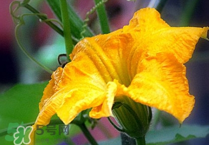 南瓜花有什么作用？南瓜花的作用及禁忌