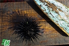 海膽是什么?海膽的營養(yǎng)價(jià)值