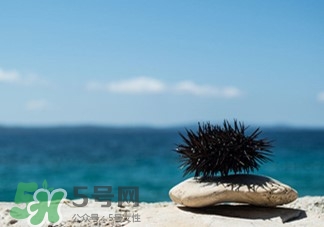 海膽怎么吃?海膽好吃嗎? 海膽怎么吃?海膽好吃嗎?