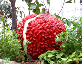 荔枝空腹吃有什么危害？為什么空腹吃荔枝不好？