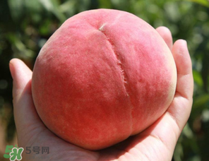 毛桃熱量高嗎？一個(gè)毛桃的熱量