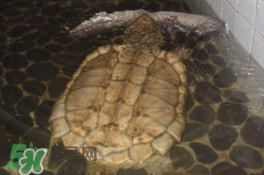 鱷龜多少錢一只？鱷龜多少錢一斤2017？