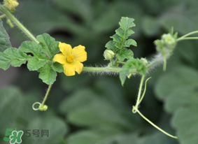 七月份可以種西瓜嗎？7月份可以種西瓜嗎？