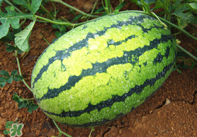 七月份可以種西瓜嗎？7月份可以種西瓜嗎？