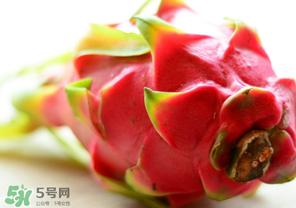 七月份可以種火龍果嗎？火龍果什么時候種植？