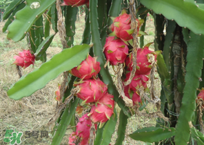 七月份可以種火龍果嗎？火龍果什么時候種植？