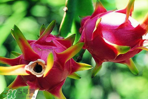 七月份可以種火龍果嗎？火龍果什么時候種植？