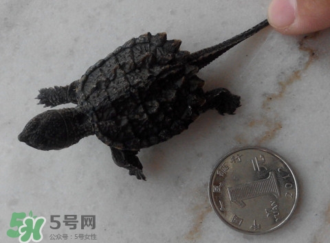 鱷龜是保護動物嗎？鱷龜是外來物種嗎