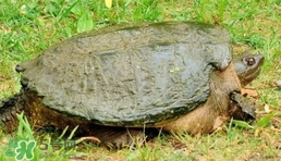 鱷龜是深水龜嗎？鱷魚龜是淡水龜還是海水龜