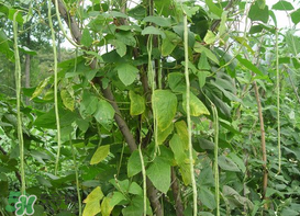 7月份可以種豆角嗎？豆角幾月份種？