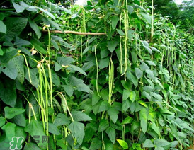 7月份可以種豆角嗎？豆角幾月份種？