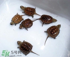 鱷龜最大能長多大？鱷龜是水龜還是陸龜