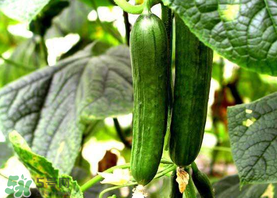 7月份能種黃瓜嗎？七月份可以種黃瓜嗎？