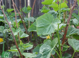 7月份能種黃瓜嗎？七月份可以種黃瓜嗎？