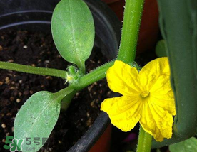 7月份能種黃瓜嗎？七月份可以種黃瓜嗎？