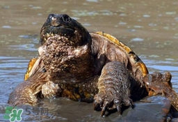 鱷龜怎么分公母？鱷龜公的好還是母的好