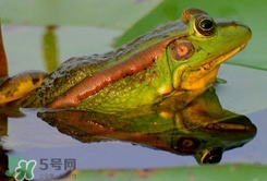 吃青蛙犯法嗎？買賣青蛙怎么處罰