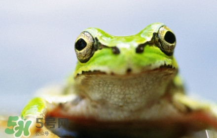 青蛙有毒嗎？青蛙有寄生蟲嗎