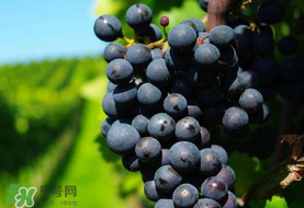 無籽葡萄小孩能吃嗎？寶寶能吃無籽葡萄嗎？