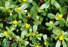 螞蚱菜是馬齒莧嗎？螞蚱菜是什么樣子的