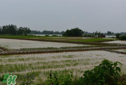 入梅是什么意思？出梅是什么意思