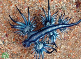 海蛞蝓可以當(dāng)寵物養(yǎng)嗎？ 海蛞蝓多少錢一只？