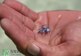 海蛞蝓可以當(dāng)寵物養(yǎng)嗎？ 海蛞蝓多少錢一只？