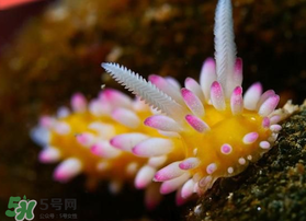 海蛞蝓可以當(dāng)寵物養(yǎng)嗎？ 海蛞蝓多少錢一只？