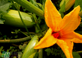 角瓜是西葫蘆嗎？角瓜和西葫蘆的區(qū)別