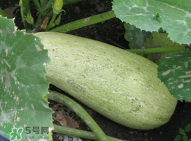 角瓜是西葫蘆嗎？角瓜和西葫蘆的區(qū)別
