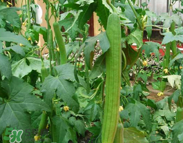 六月份能種絲瓜嗎？絲瓜幾月份種植？