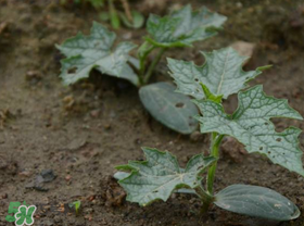 六月份能種絲瓜嗎？絲瓜幾月份種植？