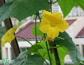 六月份能種絲瓜嗎？絲瓜幾月份種植？