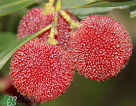 七月份還有楊梅嗎？7月份楊梅哪里有？