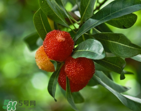 七月份還有楊梅嗎？7月份楊梅哪里有？