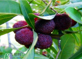 七月份還有楊梅嗎？7月份楊梅哪里有？