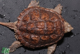 鱷龜最大能長多大？鱷龜是水龜還是陸龜