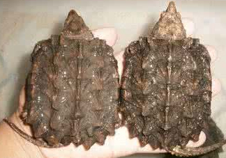 鱷龜是深水龜嗎？鱷魚龜是淡水龜還是海水龜