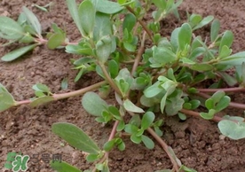 螞蚱菜是馬齒莧嗎？螞蚱菜是什么樣子的