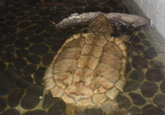 鱷龜多少錢一只？鱷龜多少錢一斤2017？